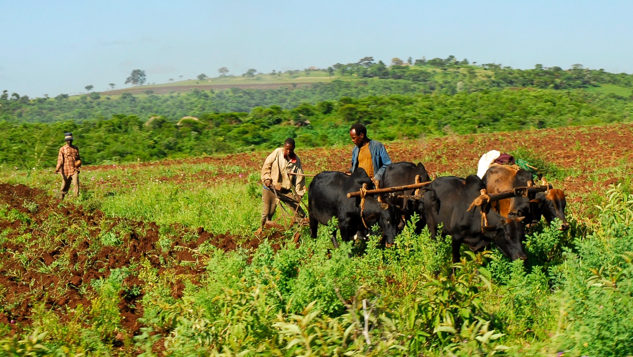 Oxen helping farmers till the soil.